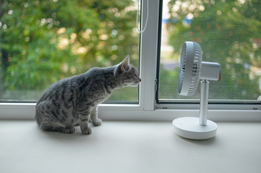 Cute fluffy cat enjoying air flow from portable electric fan on the windowsill on hot summer day