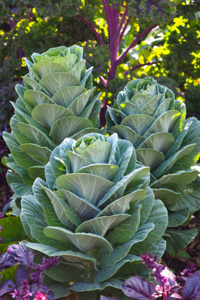 istock Organic vegetable garden 1330050922