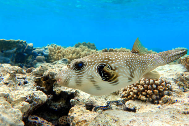 istock Whitespotted Puffer Fish - Arothron hispidus in the Red Sea 1330050999