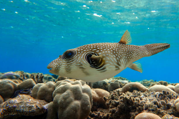 istock Whitespotted Puffer Fish - Arothron hispidus in the Red Sea 1330051545