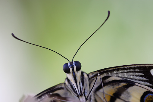 butterfly wing in multicolored spots. background