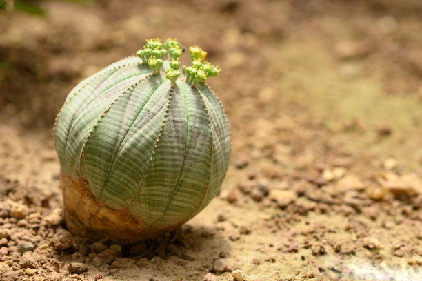Baseball plant with flowers, Euphorbia obesa Baseball plant with flowers, Euphorbia obesa, subtropical succulent species from South Africa. euphorbia obesa stock pictures, royalty-free photos & images