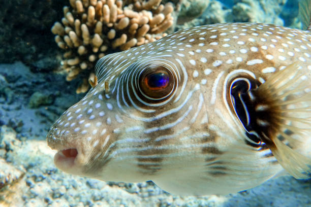 istock Whitespotted Puffer Fish - Arothron hispidus in the Red Sea 1330052090