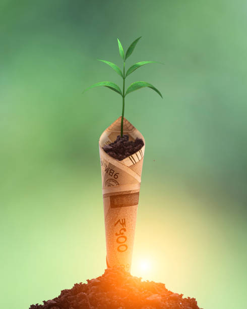 Plant growing with bank note on soil