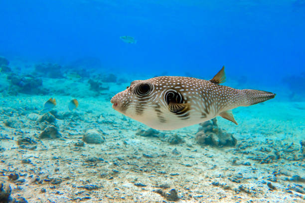 Pufferfish in the aquarium