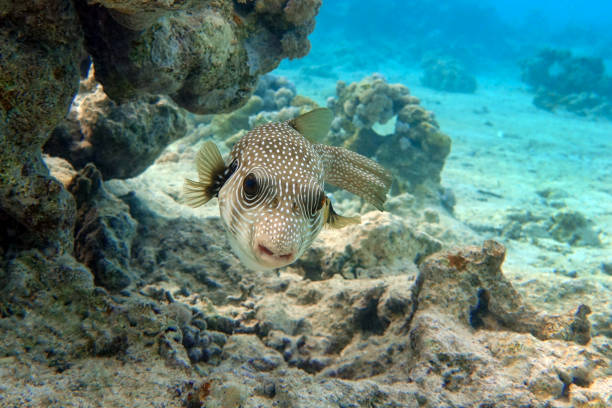 istock Whitespotted Puffer Fish - Arothron hispidus in the Red Sea 1330052446