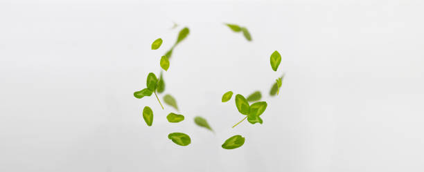 istock Random flying fresh green clover leaves isolated on white background. 1330053065