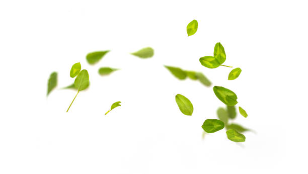 istock Random flying fresh green clover leaves frame isolated on white background. Horizontal panorama banner with copy space 1330053086