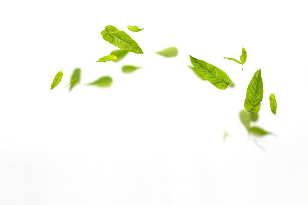 istock Random flying in the air green mint leaves isolated on white background 1330053095