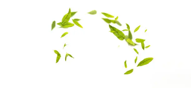 Photo of Random flying in the air green mint leaves isolated on white background