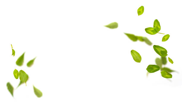 istock Random circle flying fresh green clover leaves isolated on white background. 1330053127