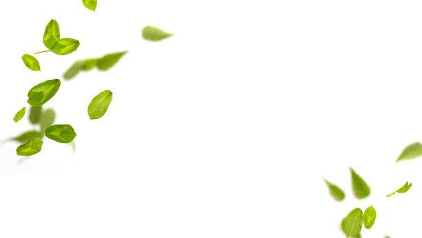 Random flying fresh green clover leaves isolated on white background. Horizontal panorama banner with copy space