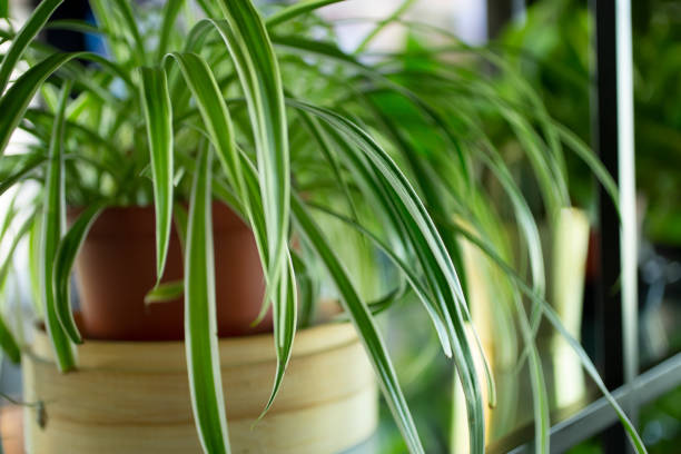 spider plant A view of a spider plant as interior design decor, as a background. spider plant photos stock pictures, royalty-free photos & images