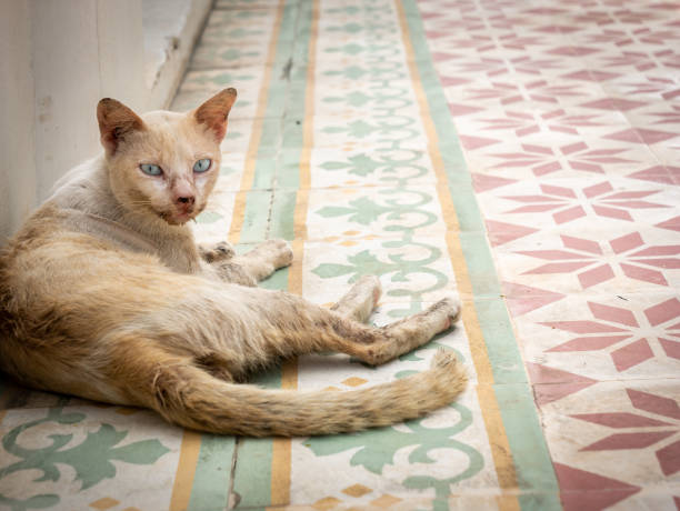 Yellow Striped White Ragged Face Cat on The Tiles Floor Relax of The Yellow Striped White Ragged Face Cat on The Tiles Floor in The Temple schoolyard fight stock pictures, royalty-free photos & images