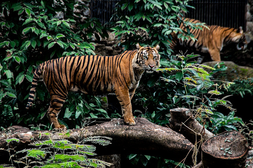 Sumatran tiger: A tiger that lives on the Indonesian island of Sumatra and is a subspecies of the tiger known for its small size and dense orange fur.