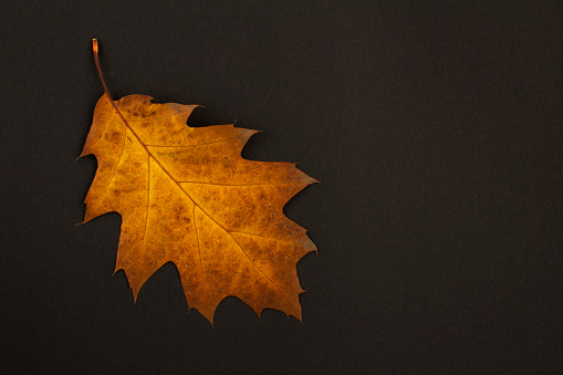 Autumn background.Top view of dry yellow  leaf on the black background. Copy space.