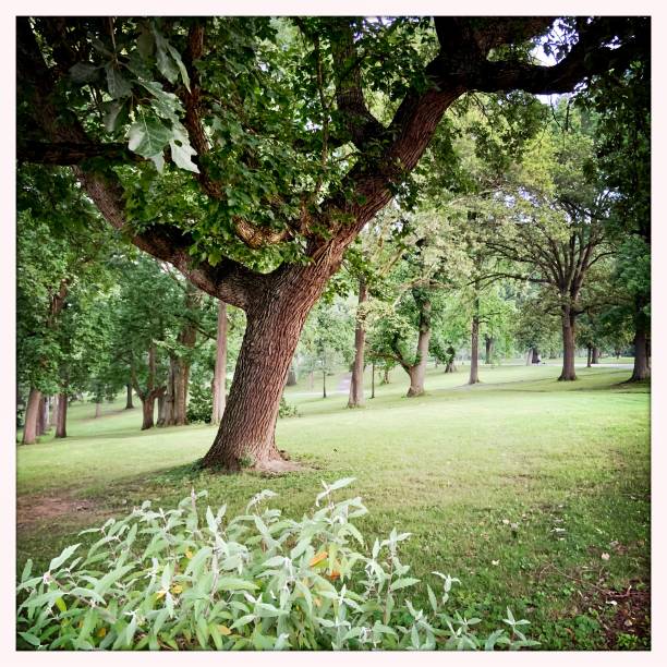 Tree area in city park Pittsburgh