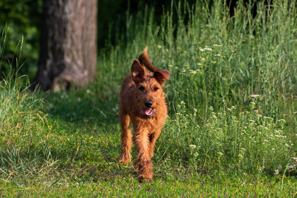 アイルランドのテリアの子犬は、森の中を散歩してリードを逃げます。家畜の赤い色の犬は、ぼやけた背景に公園の草の上のカメラに歩きます。 - irish terrier dog running terrier ストックフォトと画像
