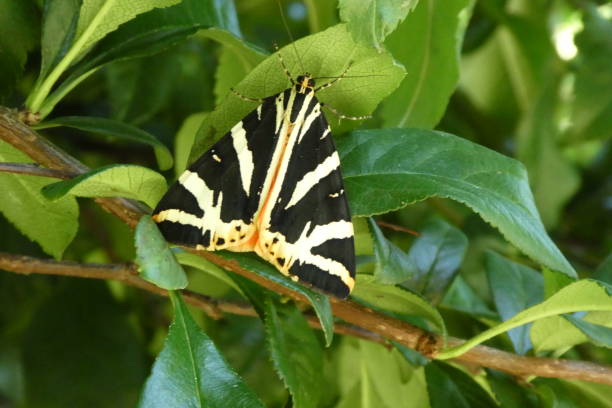 istock the mottled scale is a butterfly here at rest 1330058957