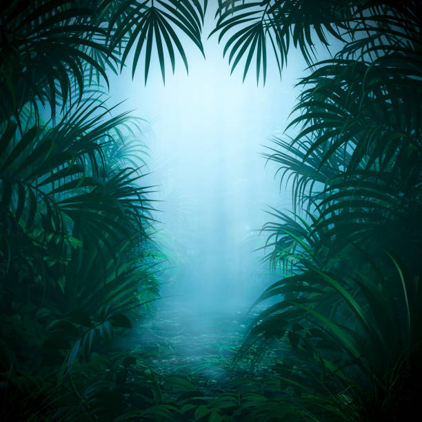 Misty jungle nature frame 3D illustration of mysterious rainforest background with light rays shining through forest canopy framing copy space rainforest stock pictures, royalty-free photos & images
