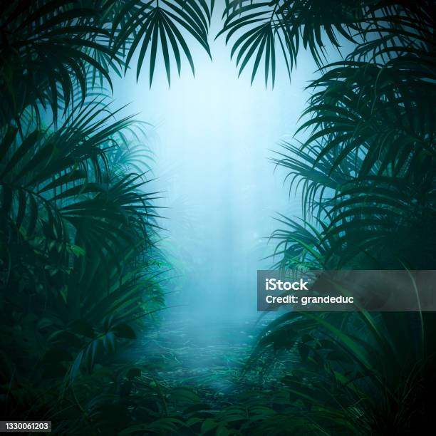 Misty Jungle Nature Frame Stock Photo - Download Image Now - Rainforest, Backgrounds, Tropical Climate
