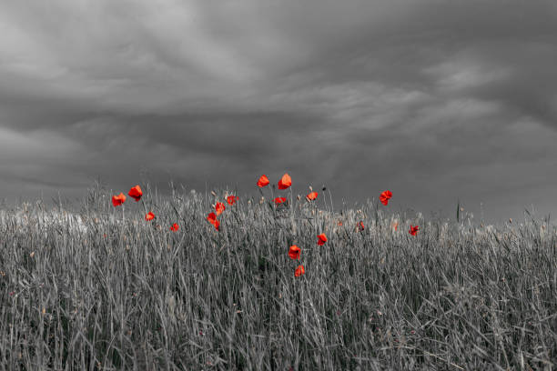 wunderschöner naturhintergrund mit roter mohnblume. gedenktag, veteranentag, damit wir das konzept nicht vergessen - poppy field remembrance day flower stock-fotos und bilder