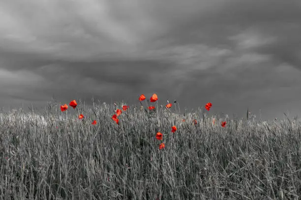 Photo of Beautiful nature background with red poppy flower. Remembrance day, Veterans day, lest we forget concept