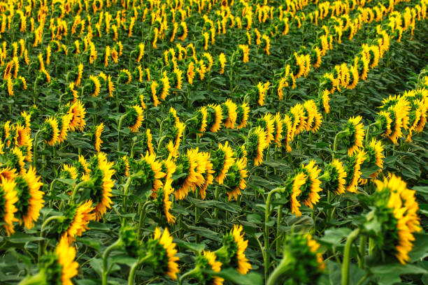 Beautiful sunflowers. Yellow flower and colorful background. The concept of a rich harvest, oil and sunflower seeds. Wallpaper. Organic and natural flower background.