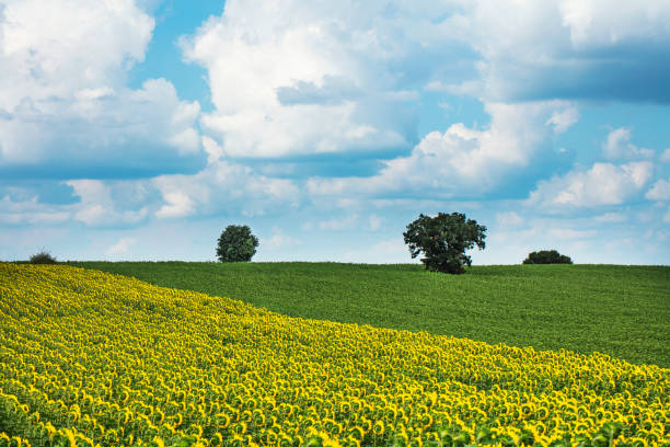 Beautiful sunflowers against the sky and clouds. Yellow flower on a blue background with space for text. The concept of a rich harvest, oil and sunflower seeds. Close-up, wallpaper. Organic and natural flower background.