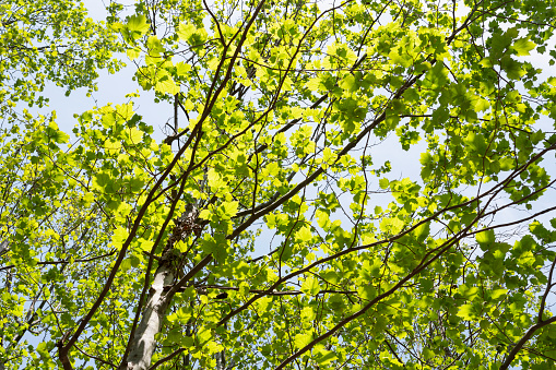 Fresh green maple foliage in spring in the forest closeup.