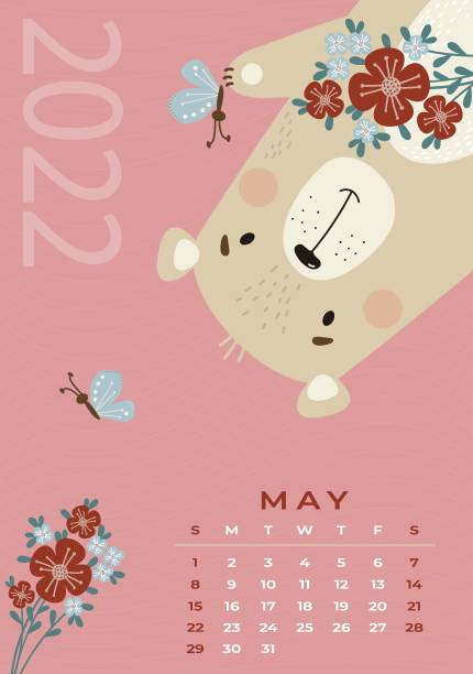 ilustrações de stock, clip art, desenhos animados e ícones de bear calendar may 2022. cute bear with bouquet of flowers and butterflies on pink background. vector illustration. vertical template. week from sunday in english. for design, print and kids collection - butterfly single flower vector illustration and painting