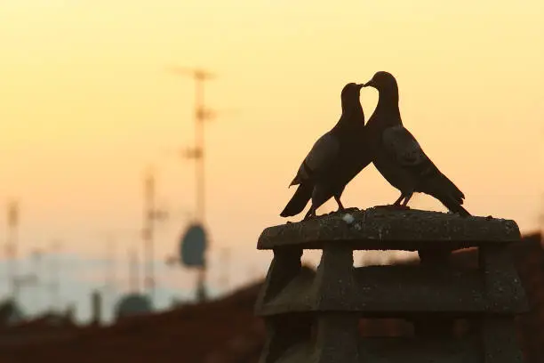 Two romantic pigeons among the rooftops at sunset