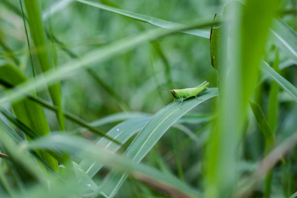 Young common green grasshopper sitting on a wild leaf in the jungle