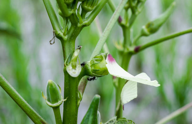 istock Two black ants walking on a ladyfinger or okra tree close up view 1330065115