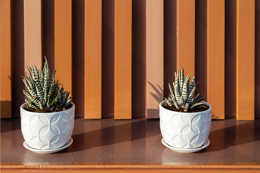 Two succulent plants in white pots as modern outdoor decoration. High quality photo.