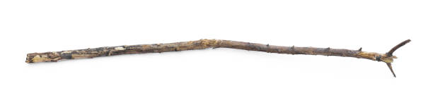 istock ancient shepherd staff isolated on white background 1330065197