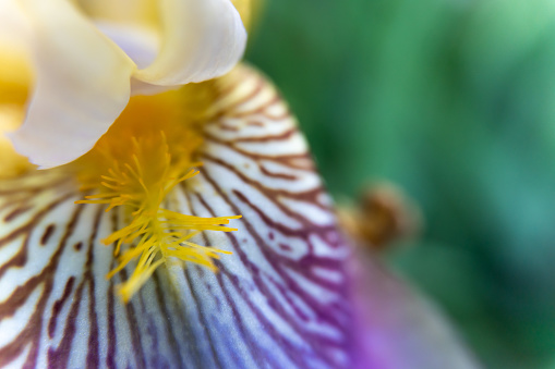 Macro view of a petal and stamen of a purple and white bearded iris; soft focus; copy space; landscape view