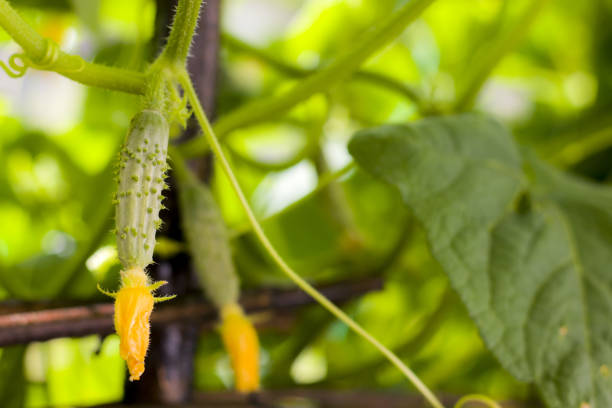 istock small cucumber growing in garden 1330066550
