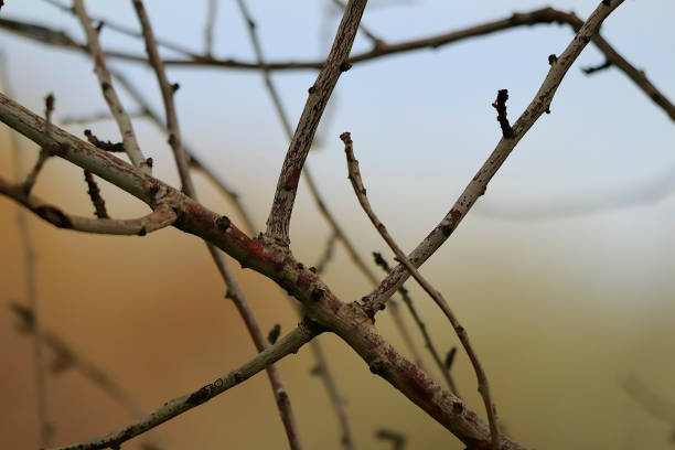 istock Intertwining Almond Branches (Prunus Communis) on Blurred Background in the Calabrian Countryside 1330066711