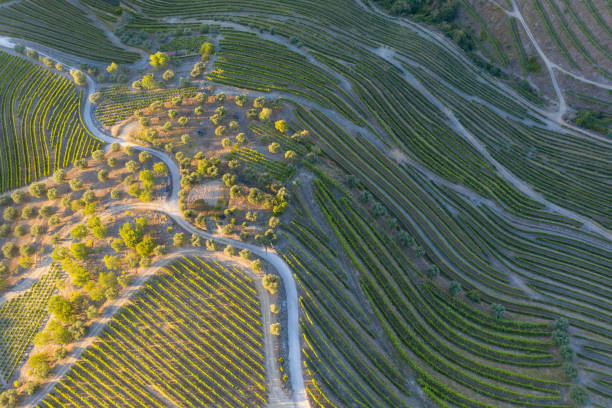 vista aerea dei vigneti terrazzati in romantico tramonto nella valle del douro vicino al villaggio di pinhao. concetto per viaggiare in portogallo e nei luoghi più belli del portogallo porto vino azienda vinicola unesco - the douro foto e immagini stock