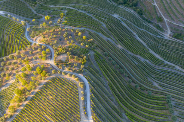 aerial view of the terraced vineyards in romantic sunset in the douro valley near the village of pinhao. concept for travel in portugal and most beautiful places in portugal port wine wine farm unesco - douro imagens e fotografias de stock