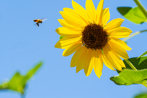 A bee against the blue sky about to land on a yellow sunflower