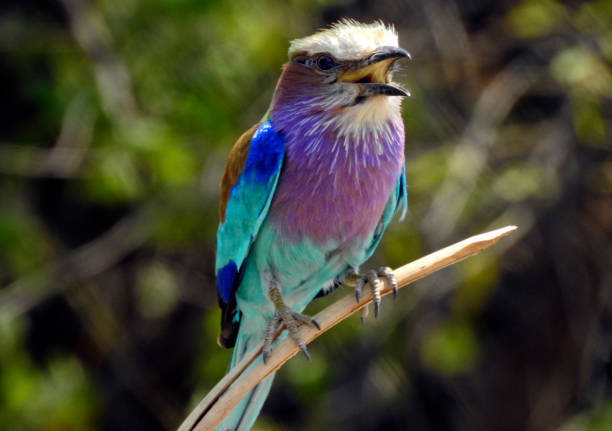 Lilacbreasted Roller Bird in Chobe National Park - Botswana