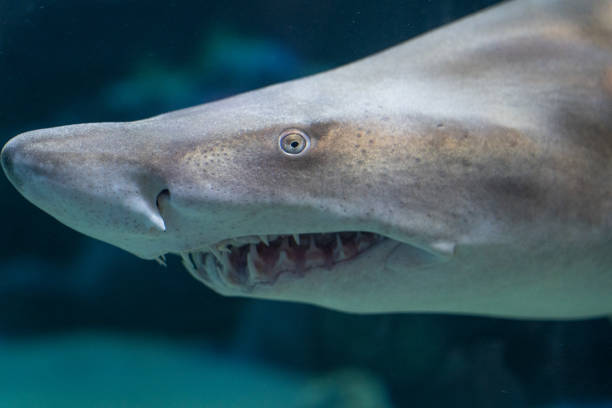 istock A sand tiger shark photographed under water 1330067812