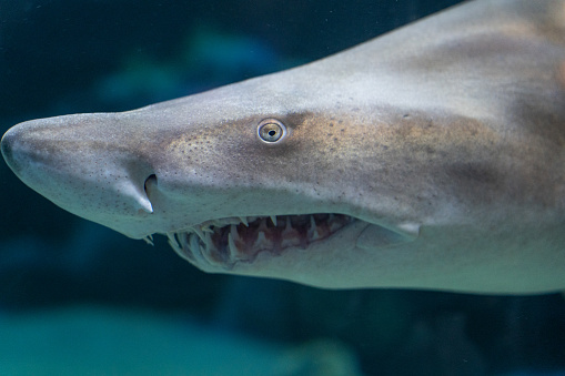 A sand tiger shark photographed under water