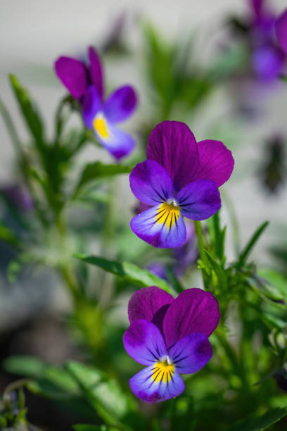 istock Purple violet flowers close-up. 1330068134