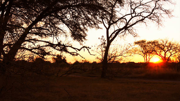 istock Sunsets - Sunset in the Okavango Delta - Botswana 1330069735