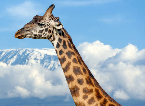 giraffe on kilimanjaro mountain in forest - length south high up climate imagens e fotografias de stock