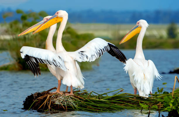 istock Great white pelican flying over the lake 1330070668