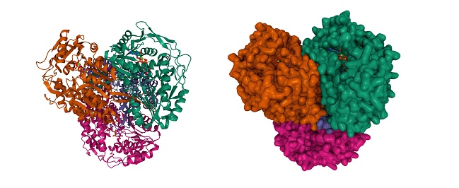 Aldehyde dehydrogenase is a polymorphic enzyme responsible for the oxidation of aldehydes to carboxylic acids, which leave the liver and are metabolized by the body’s muscle and heart. 3D cartoon and Gaussian surface models, chain id color scheme, based on PDB 1nzw, white background.